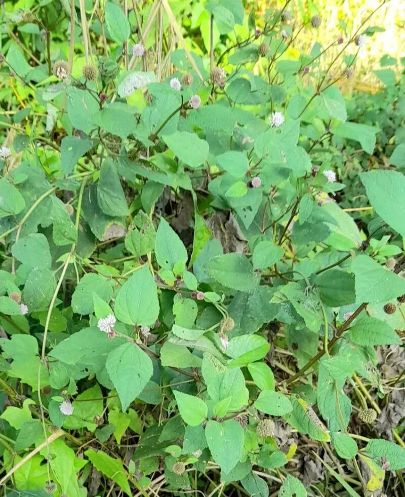 Snow squarestem (Melanthera nivea, Fl. S.E. U.S. 1251, 1340 (1903))