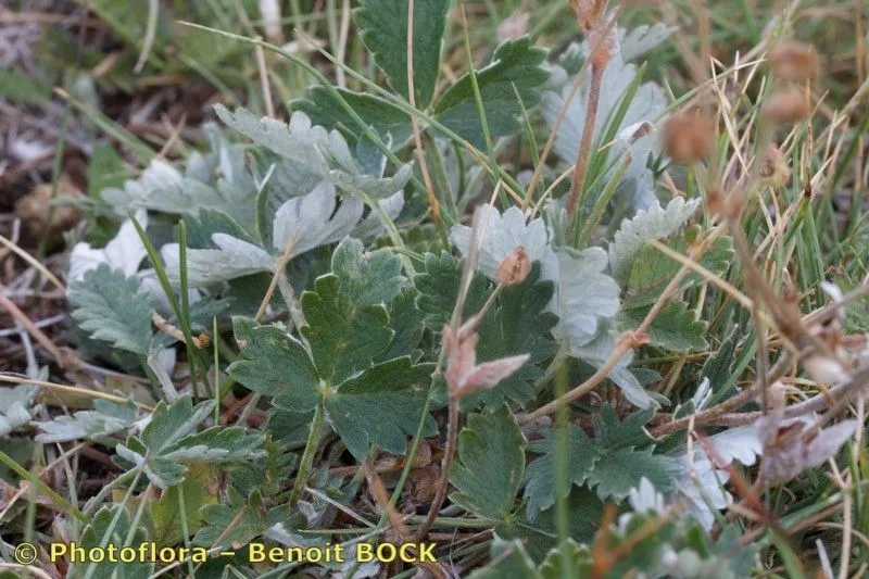 Snow cinquefoil (Potentilla nivea, Sp. pl. 1:499. 1753, nom. cons.)