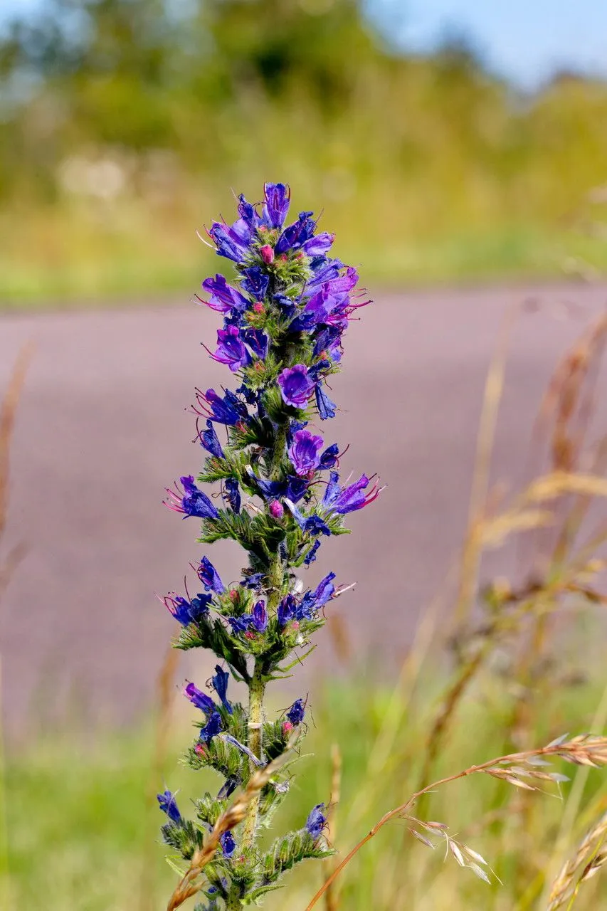 Blue echium (Echium vulgare, Sp. Pl.: 139 (1753))