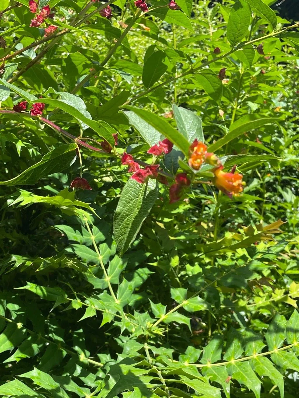 California honeysuckle (Lonicera involucrata, Syst. Veg. 1: 759 (1824))