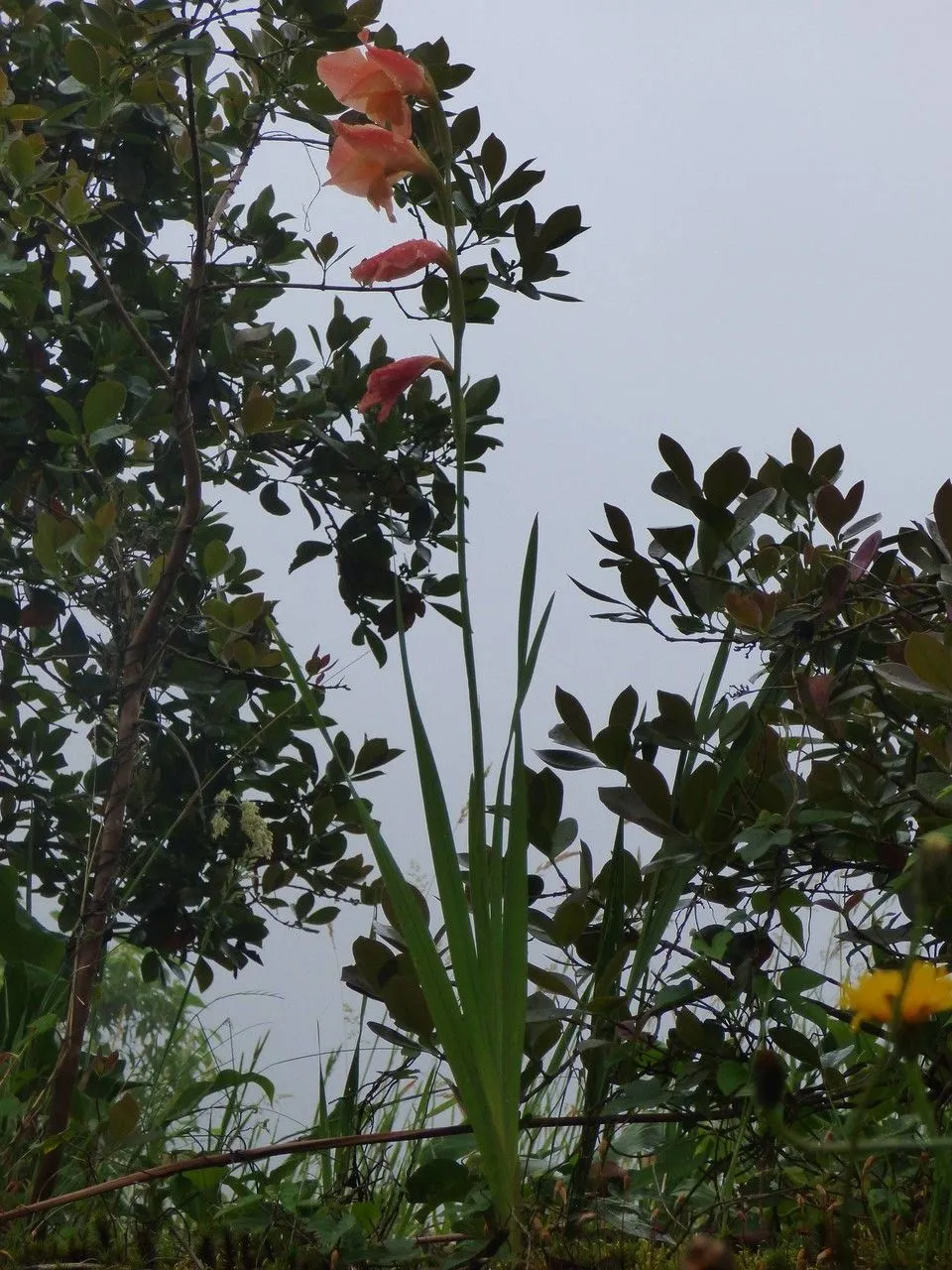 Maid-of-the-mist (Gladiolus dalenii, Sert. Bot. 2(1): 18 (1829))