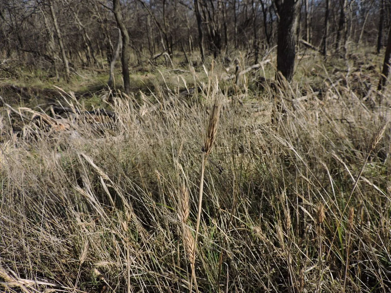 Virginia wild rye (Elymus virginicus, Sp. Pl.: 84 (1753))