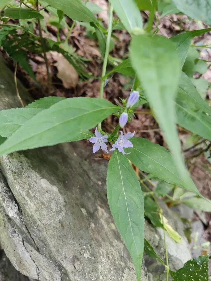 American bellflower (Campanula americana, Sp. Pl.: 164 (1753))