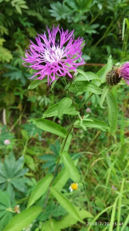 Tyrol knapweed (Centaurea nigrescens, Sp. Pl., ed. 4, 3: 2288 (1803))