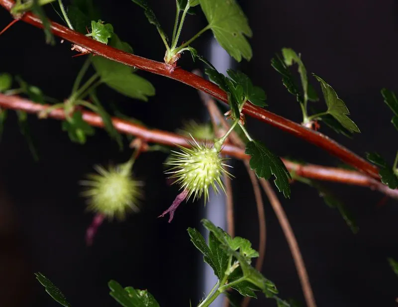 Sierra gooseberry (Ribes roezlii, Gartenflora 28: 226 (1879))