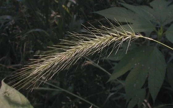 Hairy wild rye (Elymus villosus, Enum. Pl.: 131 (1809))