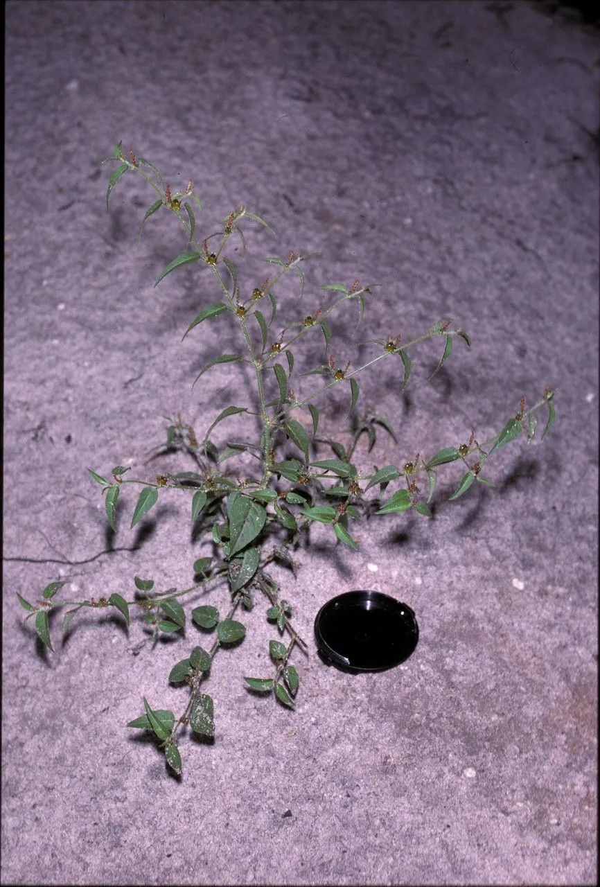 Hato tejas (Microstachys corniculata, Fl. Brit. W. I.: 49 (1864))