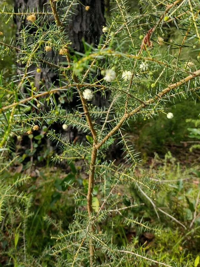 Juniper wattle (Acacia ulicifolia, Vict. Naturalist 73: 173 (1957))