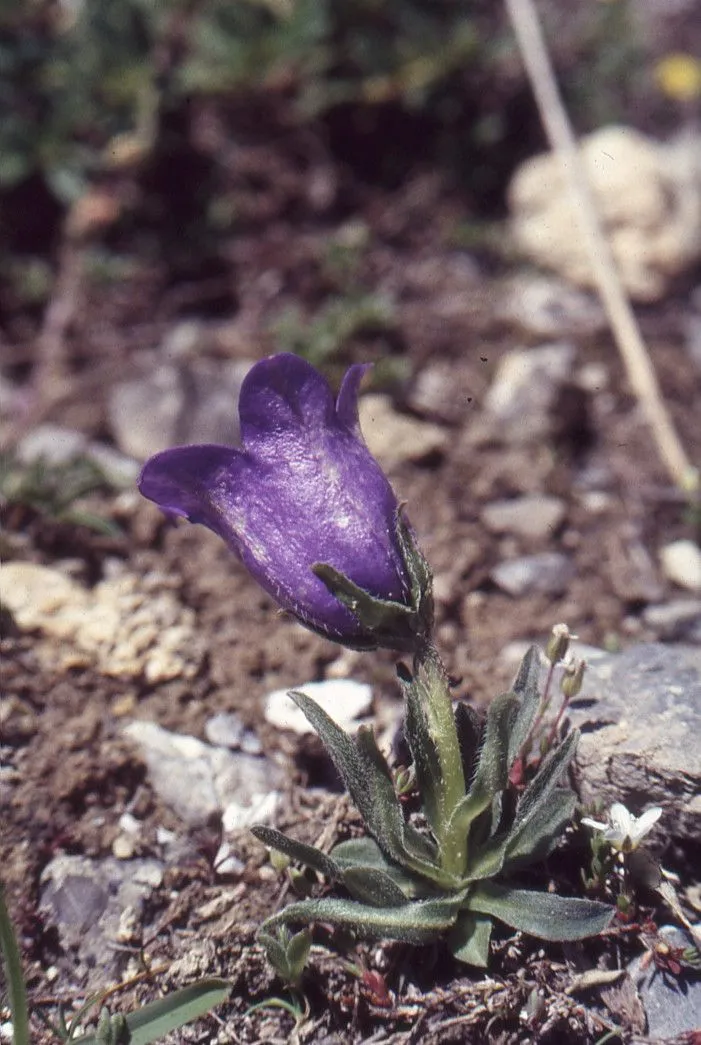 Provence bellflower (Campanula alpestris, Auct. Syn. Meth. Stirp. Hort. Regii Taur.: 11 (1773))