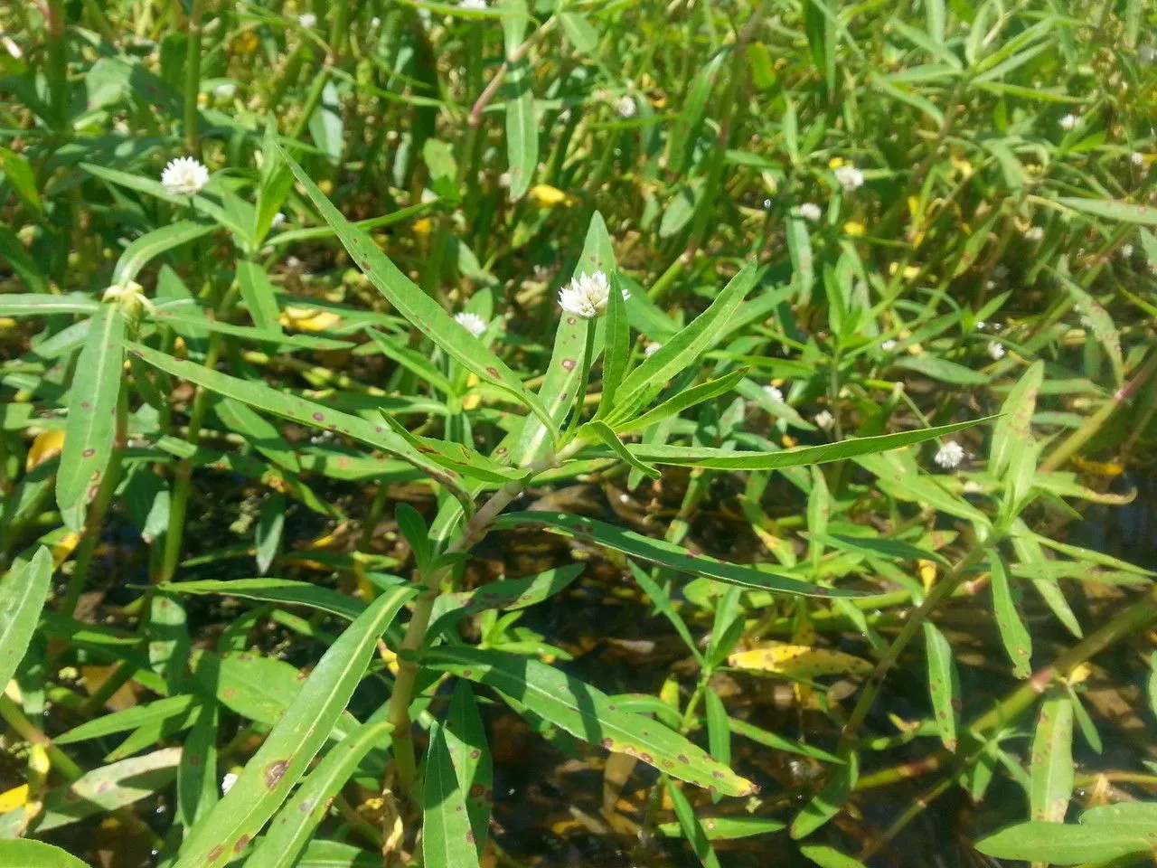 Alligator-weed (Alternanthera philoxeroides, Abh. Königl. Ges. Wiss. Göttingen 24: 36 (1879))