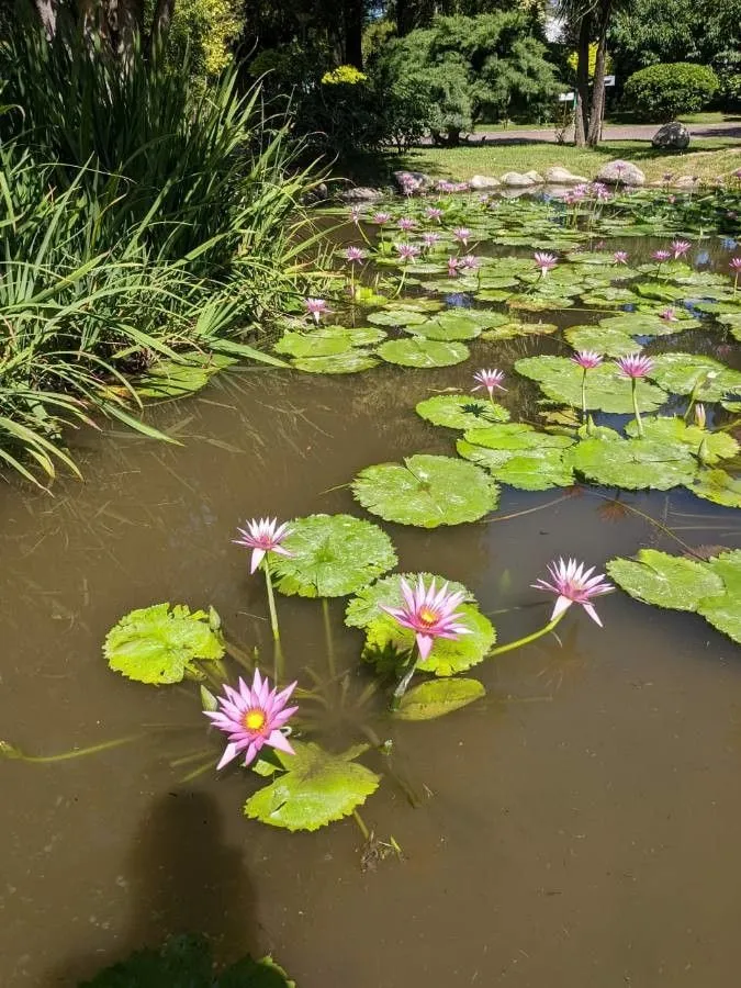 Dotleaf waterlily (Nymphaea ampla, Syst. Nat. 2: 54 (1821))