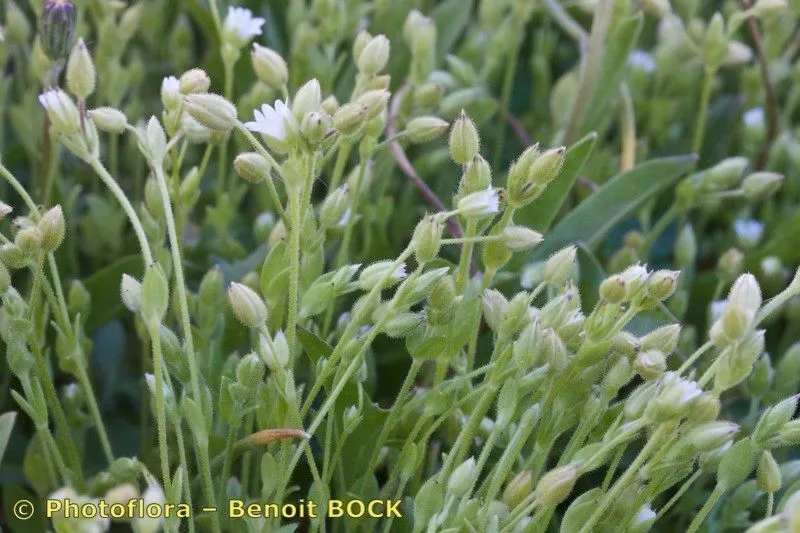 Slender chickweed (Cerastium gracile, Ann. Gén. Sci. Phys. 7: 304 (1829))