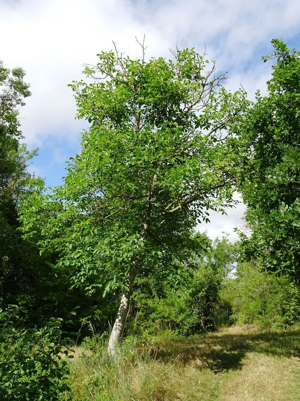 Carpathian walnut (Juglans regia, Sp. Pl.: 997 (1753))