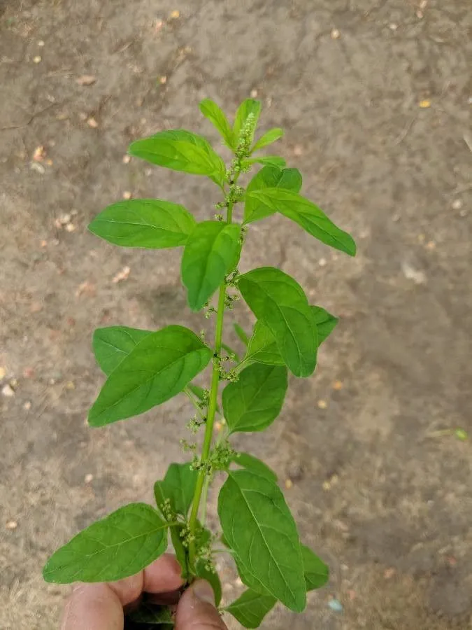 Manyseed goosefoot (Lipandra polysperma, Willdenowia 42: 14 (2012))