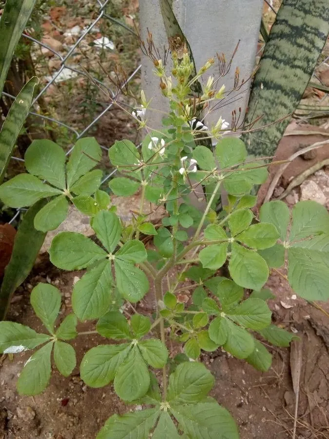 Spiderwisp (Cleome gynandra, Sp. Pl.: 671 (1753))