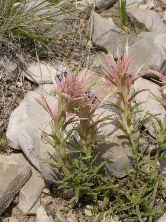 Downy paintbrush (Castilleja sessiliflora, Fl. Amer. Sept. 2: 738 (1813))