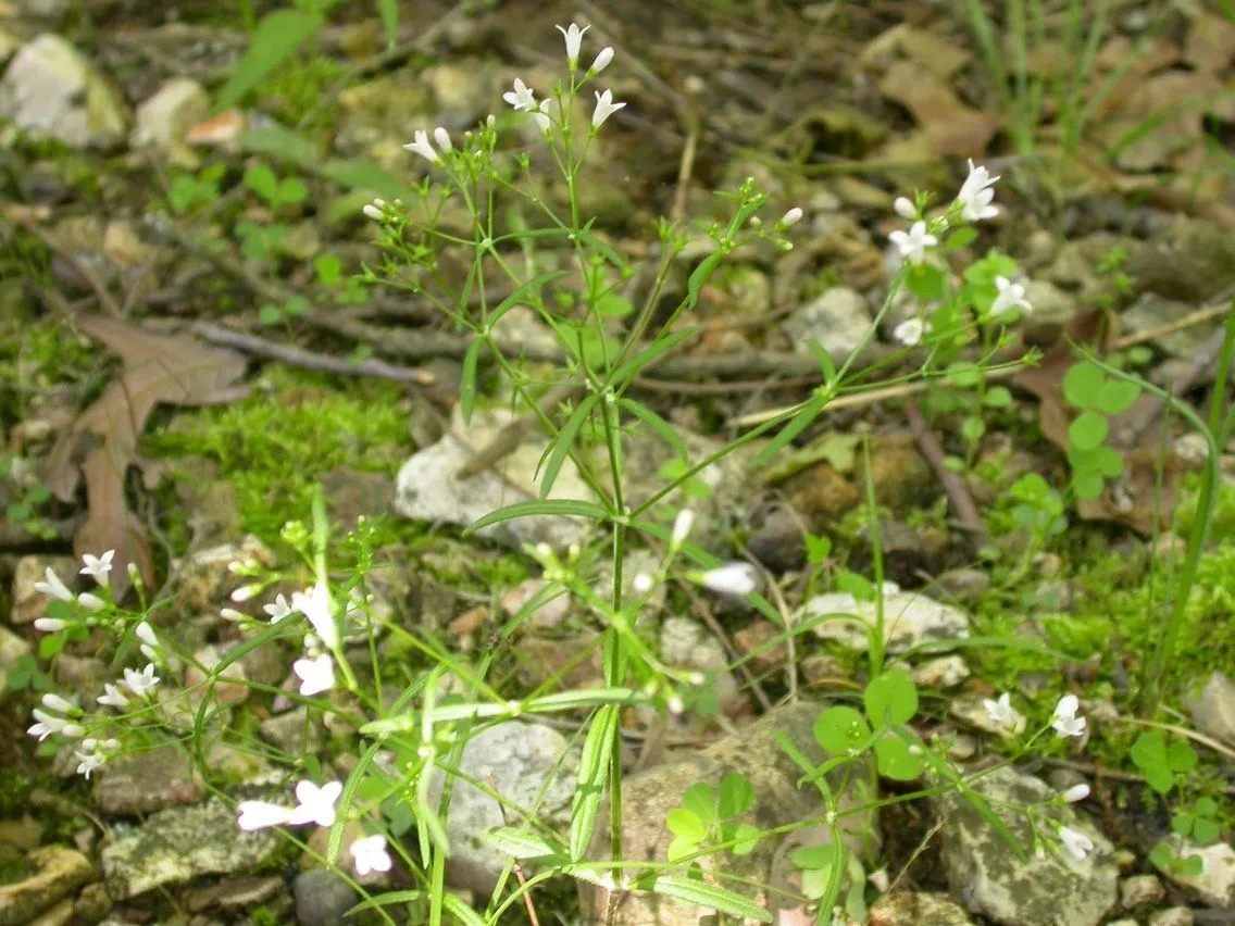 Longleaf summer bluet (Houstonia longifolia, Fruct. Sem. Pl. 1: 226 (1788))