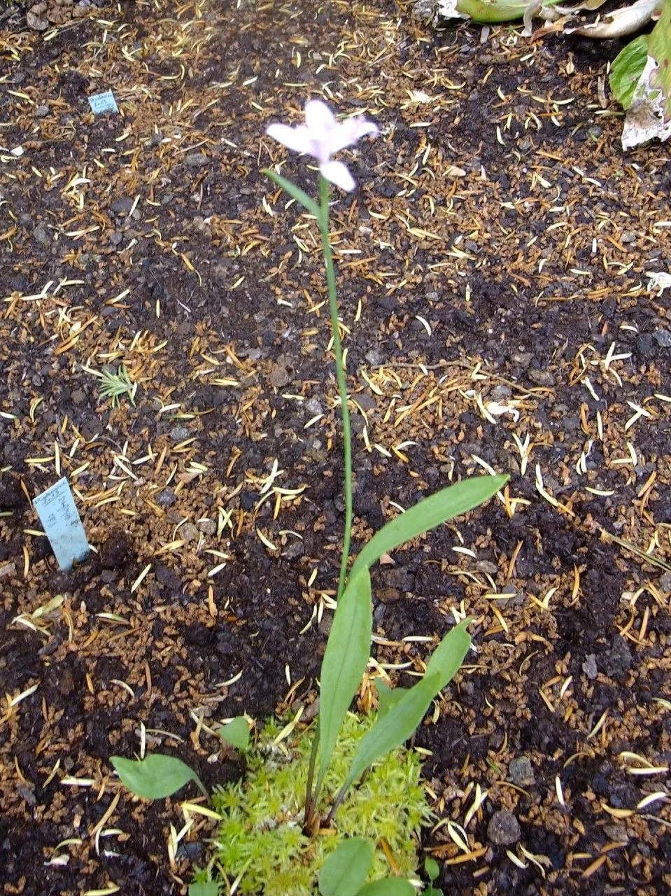 Snakemouth orchid (Pogonia ophioglossoides, Bot. Reg. 2: t. 148 (1816))