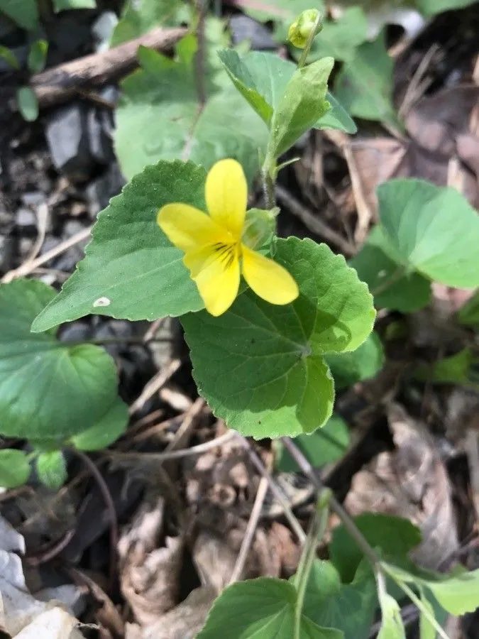 Smooth-yellow violet (Viola pubescens, Hort. Kew. 3: 290 (1789))