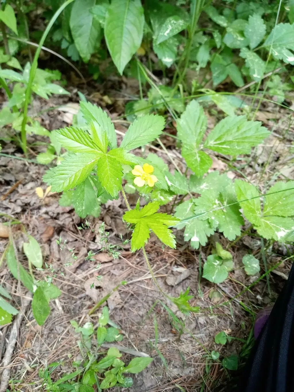 Old-field cinquefoil (Potentilla simplex, Fl. Bor.-Amer. 1: 303 (1803))