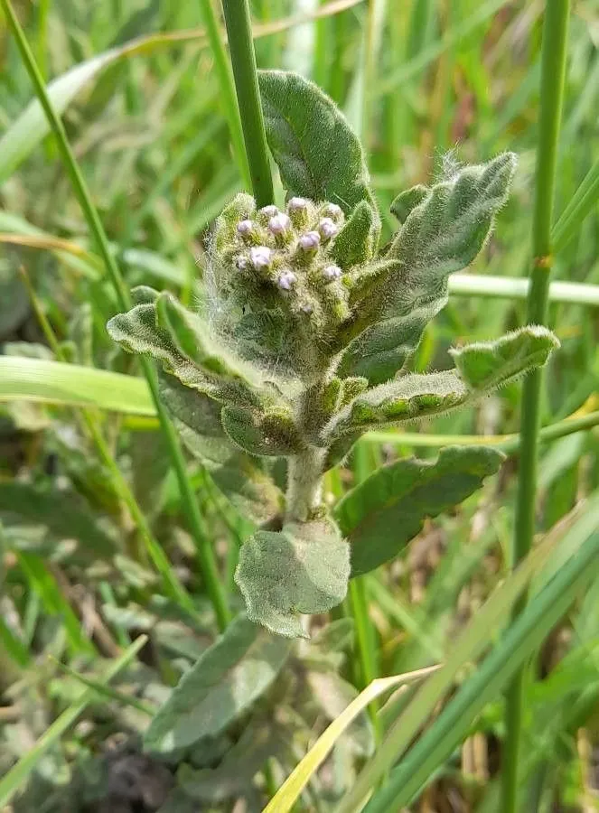 Blue heliotrope (Heliotropium amplexicaule, Symb. Bot. 3: 21 (1794))