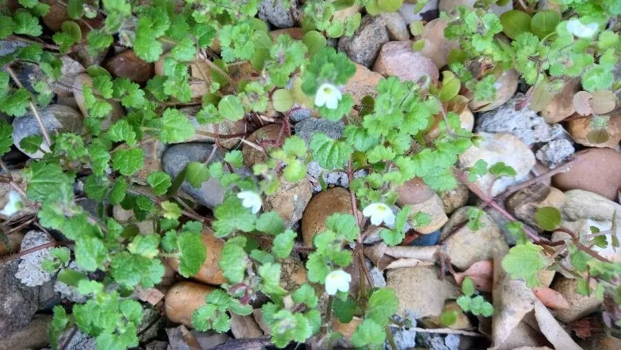 Pale speedwell (Veronica cymbalaria, Mém. Véronique Cymb.: 3 (1798))