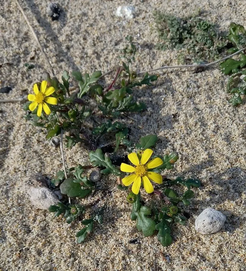 Coastal ragwort (Senecio leucanthemifolius, Voy. Barbarie 2: 28 (1789))