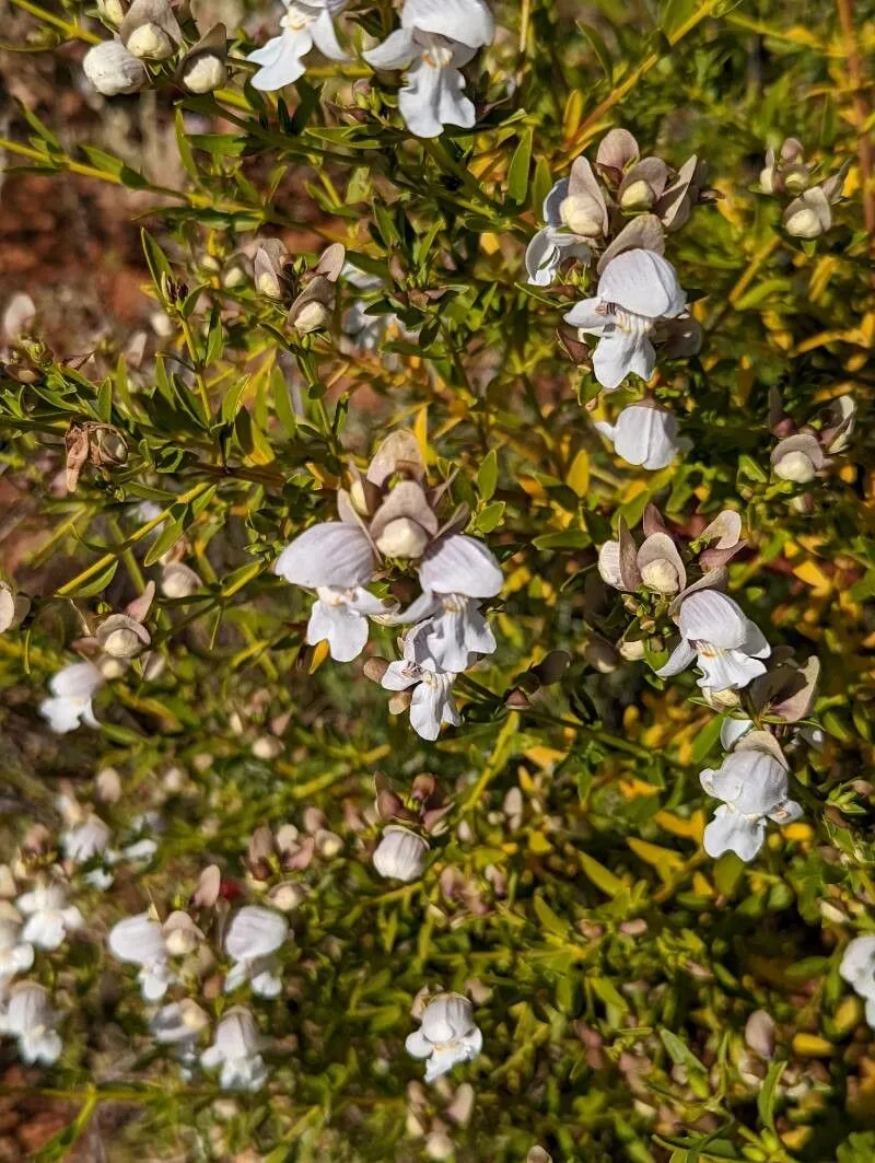 Jockey’s-cap (Prostanthera striatiflora, Linnaea 25:425. 1853)