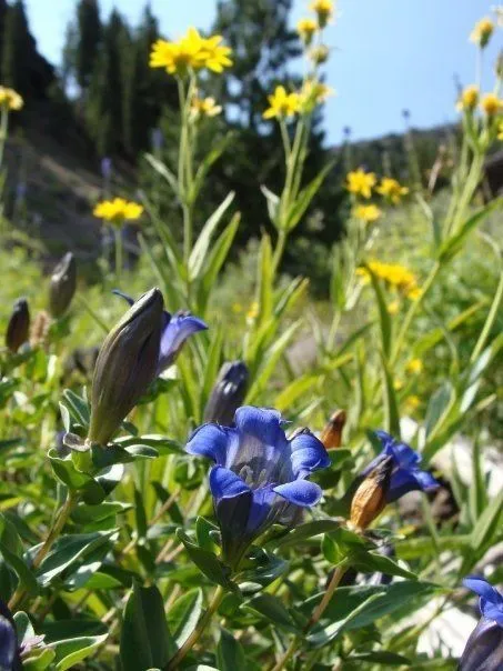 Rainier pleated gentian (Gentiana calycosa, W.J.Hooker, Fl. Bor.-Amer. 2: 58 (1837))