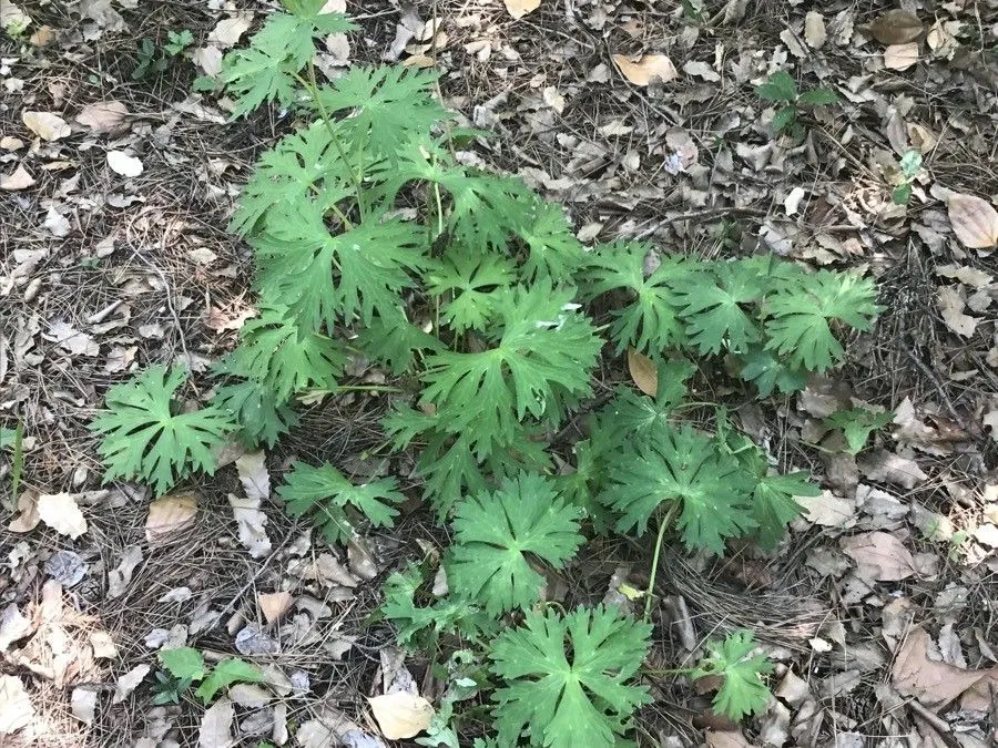 Wolfsbane (Aconitum vulparia, Uebers. Aconitum: 70 (1819))