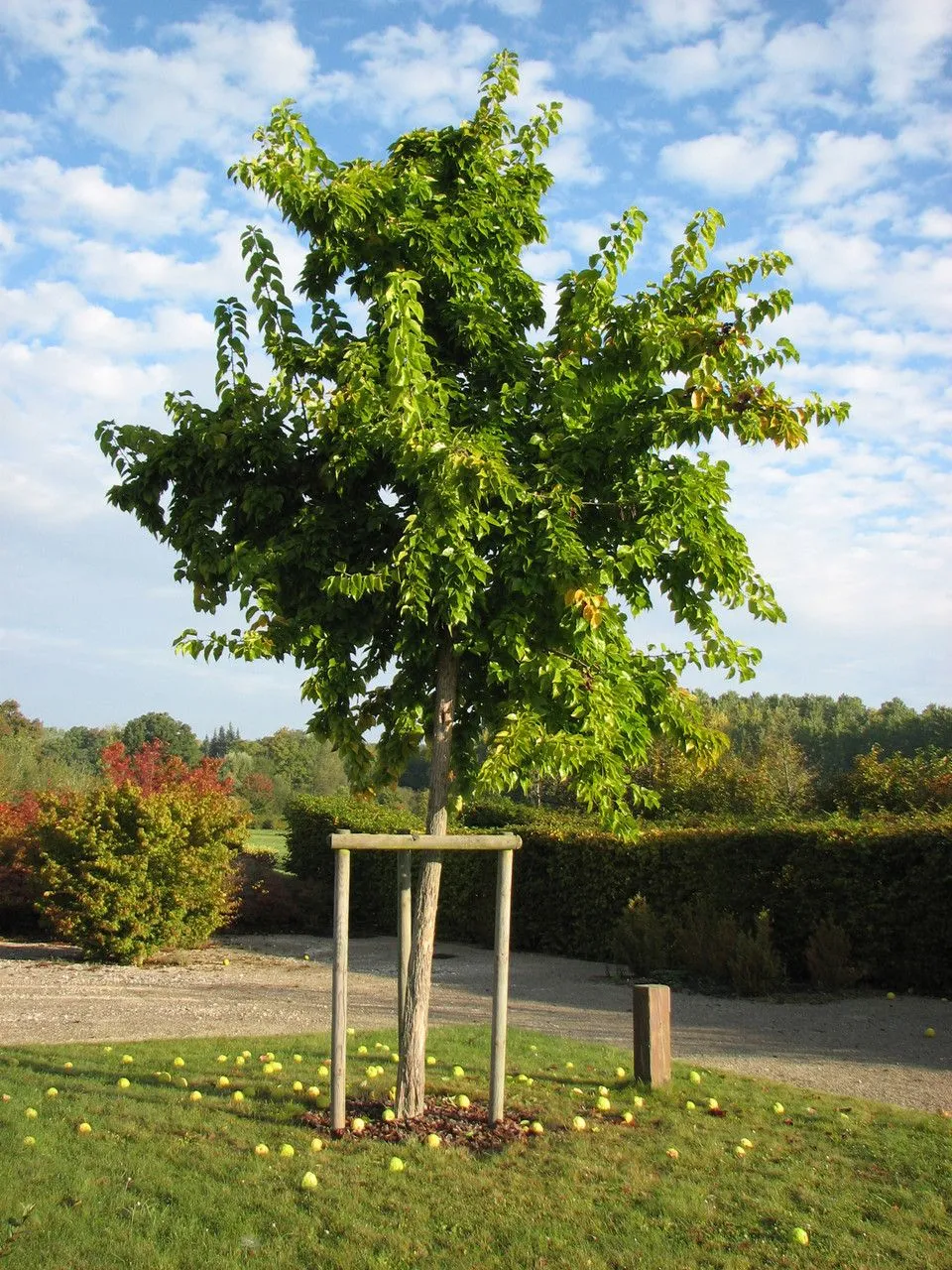 Osage orange (Maclura pomifera, Ill. Handb. Laubholzk. 1: 806 (1906))