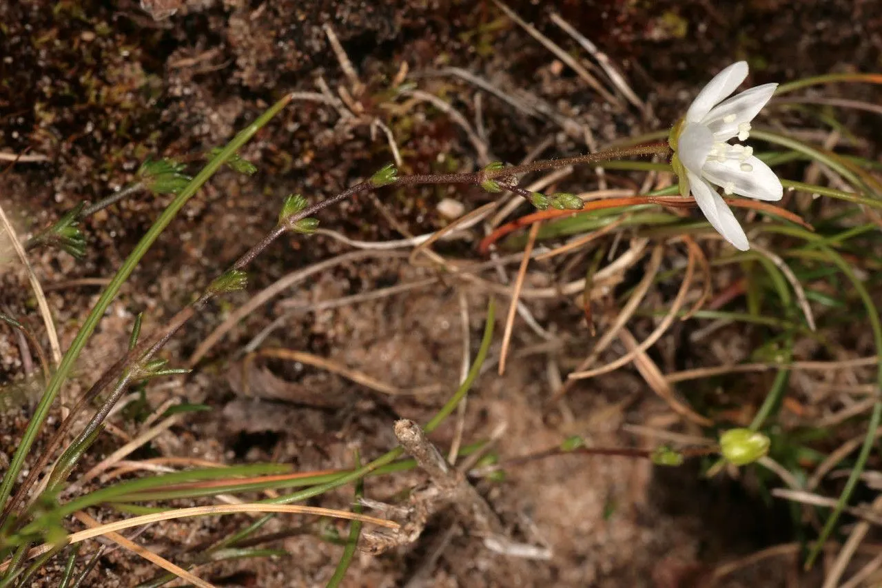 Knotted pearlwort (Sagina nodosa, Vers. Darstell. Alsin.: 18 (1833))