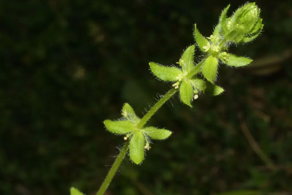 Piedmont bedstraw (Cruciata pedemontana, Ann. Naturhist. Mus. Wien 65: 18 (1961 publ. 1962))