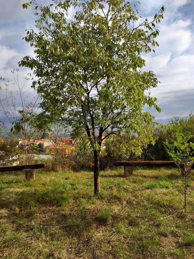 European hackberry (Celtis australis, Sp. Pl.: 1043 (1753))