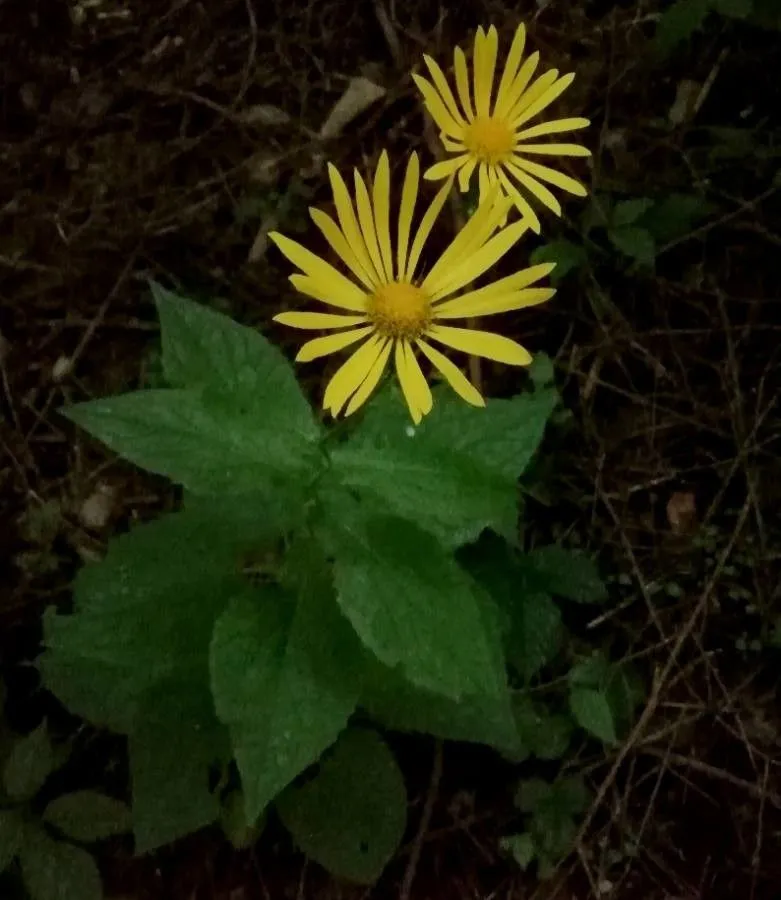 Austrian leopard’s-bane (Doronicum austriacum, Fl. Austriac. 2: 18 (1774))