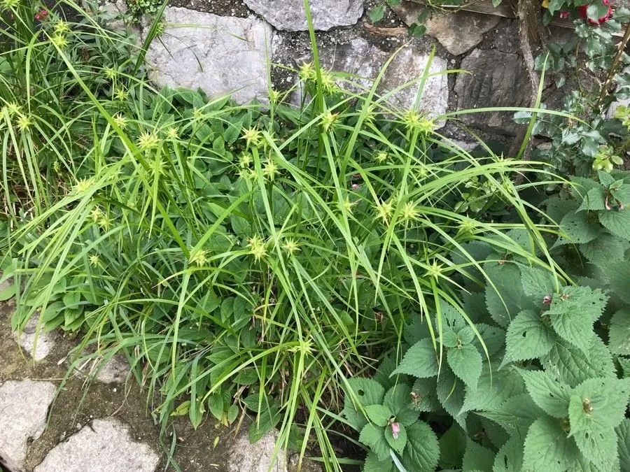 Gray’s sedge (Carex grayi, Amer. J. Sci. Arts, ser. 2, 4: 22 (1847))