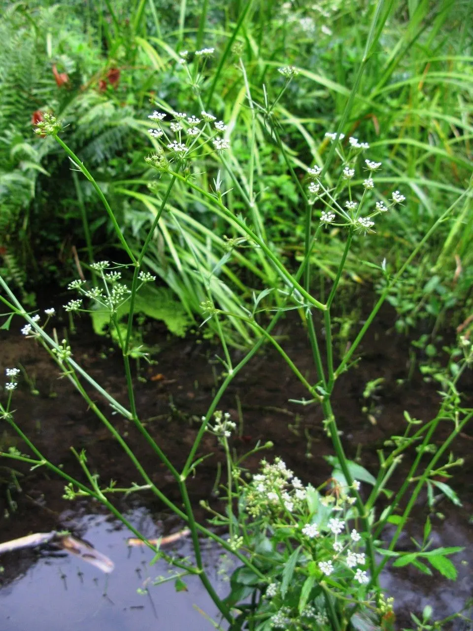 Water-parsley (Sium suave, Fl. Carol.: 115 (1788))