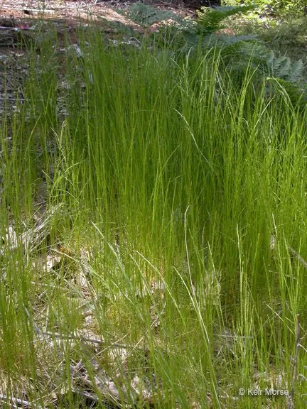 Slender hair grass (Deschampsia elongata, G.Bentham, Pl. Hartw.: 342 (1857))