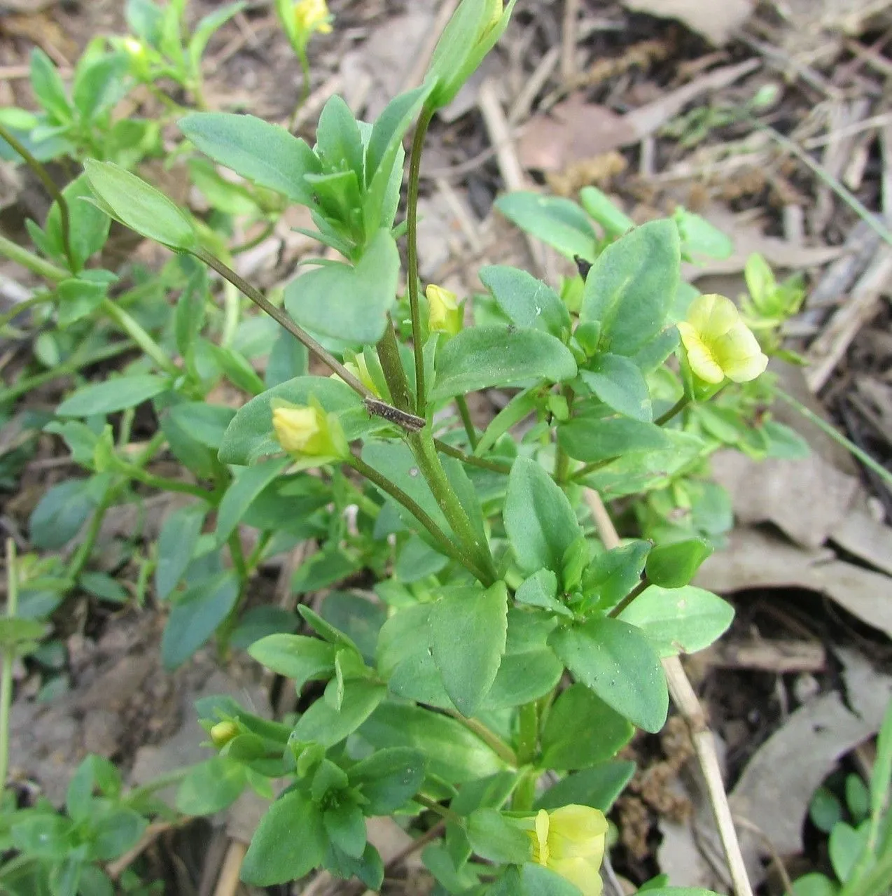 Baby jump-up (Mecardonia procumbens, Fl. S.E. U.S.: 1065 (1903))