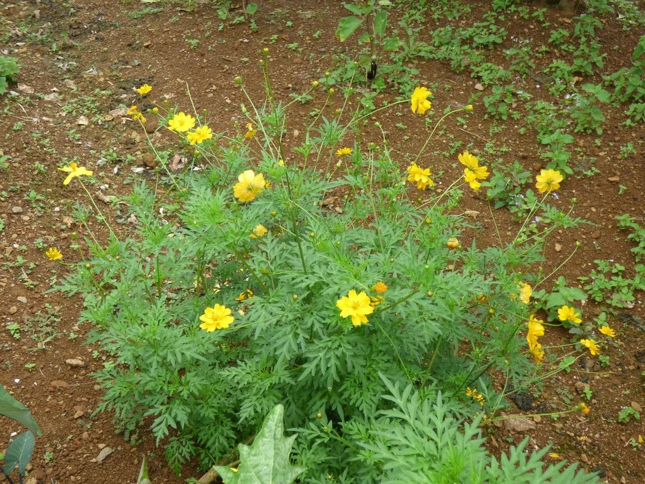 Cosmos (Cosmos caudatus, Nov. Gen. Sp. 4(17): 188 (ed. fol.) (1818))