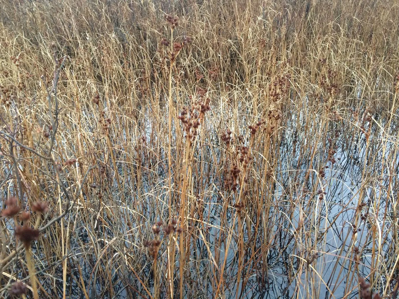 Smooth saw-grass (Cladium mariscoides, Ann. Lyceum Nat. Hist. New York 3: 372 (1836))