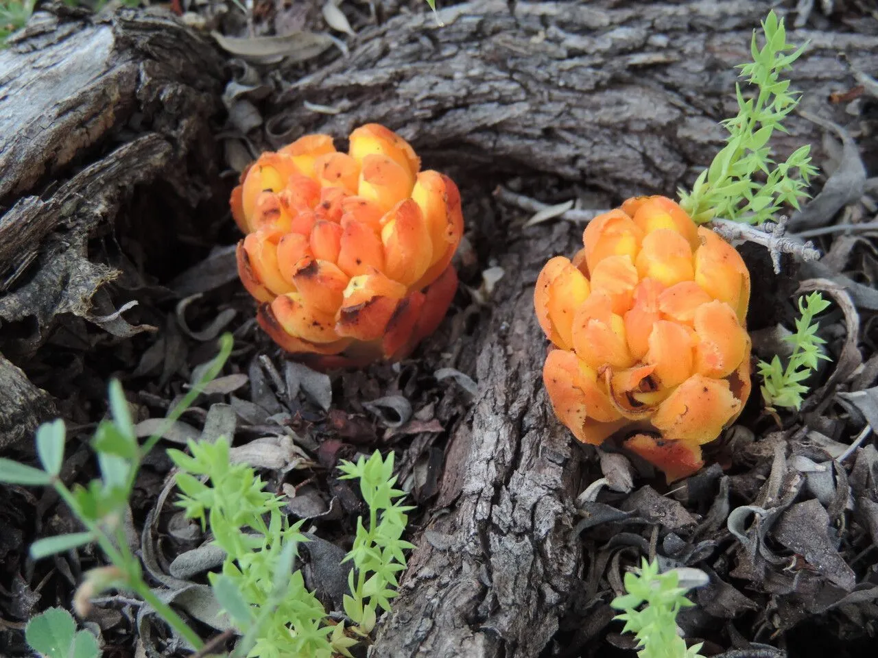 Rockrose parasite (Cytinus hypocistis, Gen. Pl. ed. 6: 566 (1764))