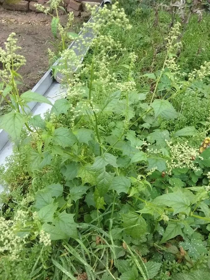 Maple-leaved goosefoot (Chenopodiastrum hybridum, Willdenowia 42: 14 (2012))