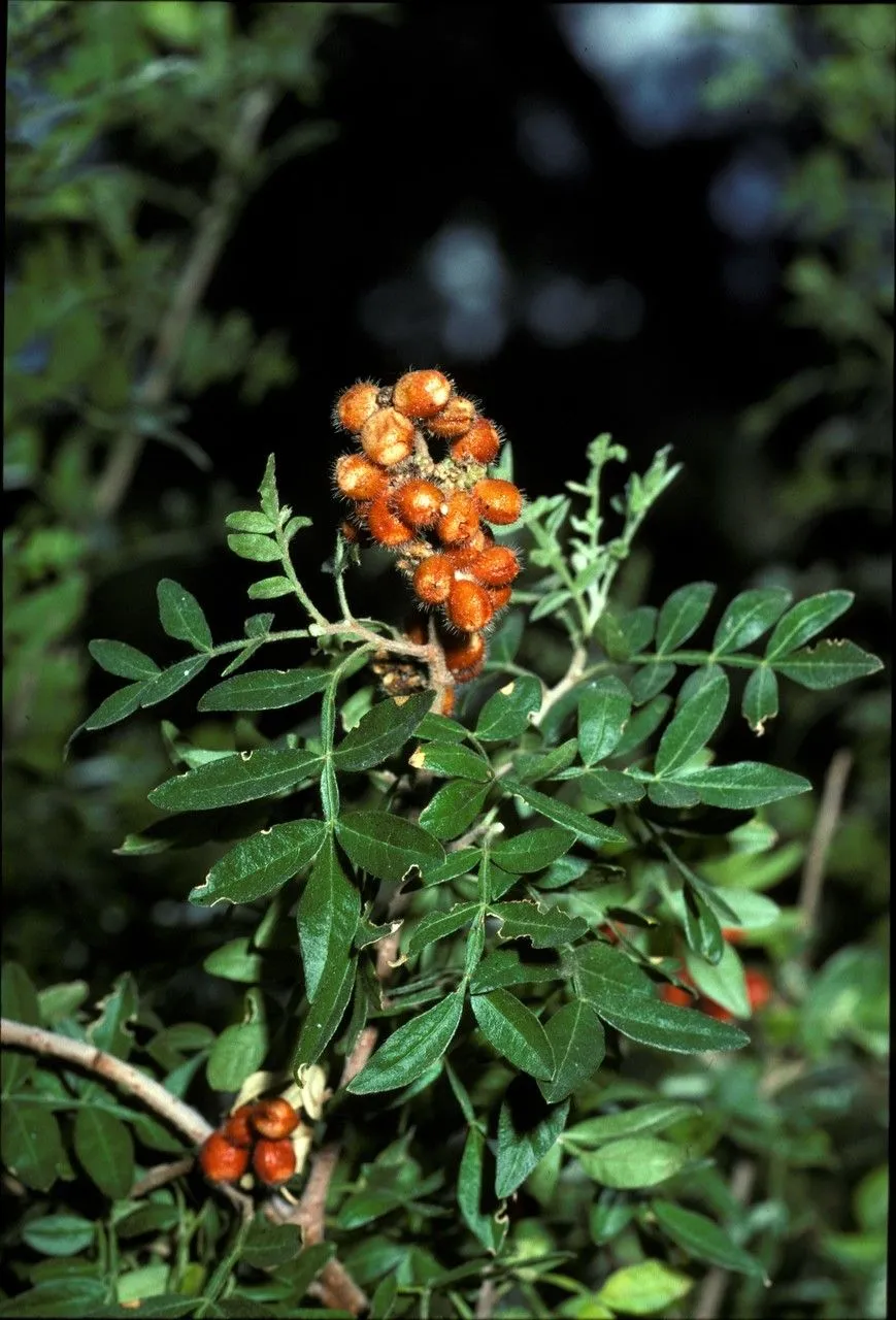 Desert sumac (Rhus microphylla, Smithsonian Contr. Knowl. 3(5): 31 (1852))