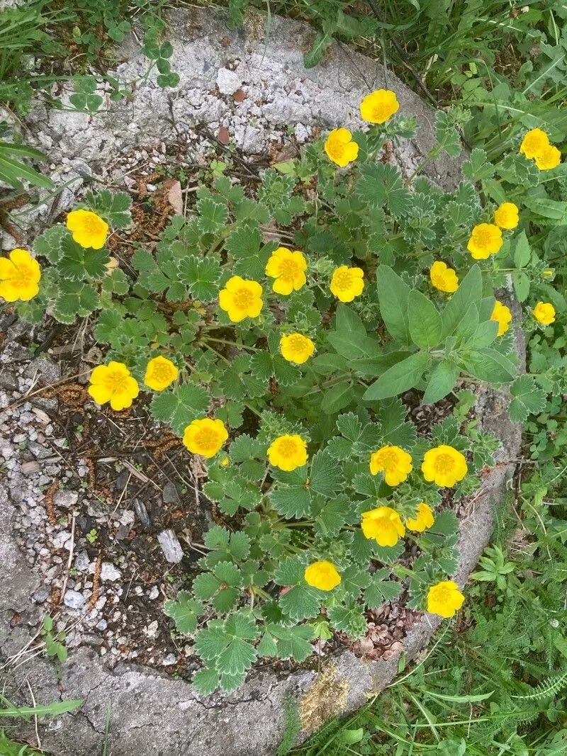 Arctic cinquefoil (Potentilla hyparctica, Rhodora 36: 177 (1934))