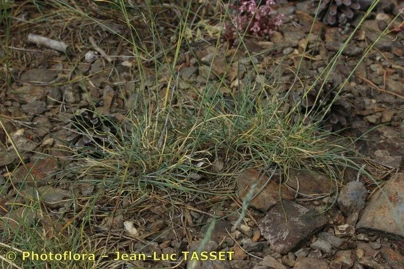 Blue fescue (Festuca longifolia, Fl. Env. Paris, ed. 2: 50 (1799))