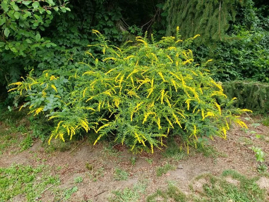 Elm-leaf goldenrod (Solidago ulmifolia, Sp. Pl., ed. 4, 3: 2060 (1803))