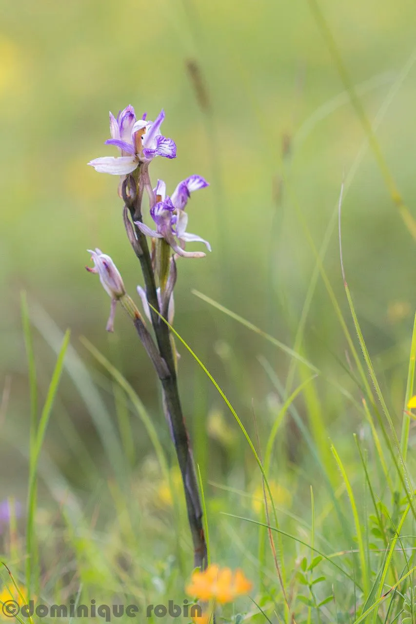 Violet limodore (Limodorum abortivum, Nova Acta Regiae Soc. Sci. Upsal. 6: 80 (1799))