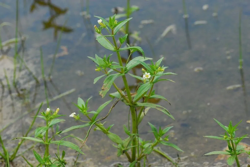 Clammy hedgehyssop (Gratiola neglecta, Cat. pl. New York 89. 1819)