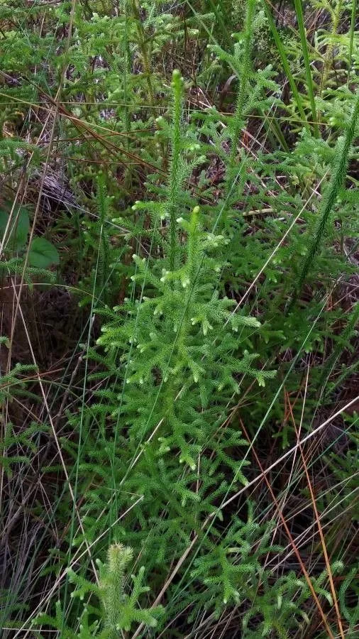 Southern bog clubmoss (Lycopodiella appressa, Amer. Fern J. 71: 97 (1981))